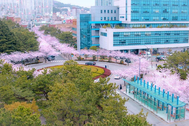 Đại học Quốc gia Pukyong